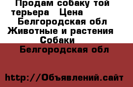 Продам собаку той- терьера › Цена ­ 7 000 - Белгородская обл. Животные и растения » Собаки   . Белгородская обл.